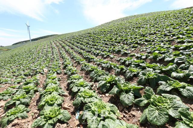 [TRAVEL] How cabbages in Gangwons mountainous areas beat summer heat