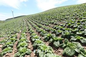 [TRAVEL] How cabbages in Gangwons mountainous areas beat summer heat