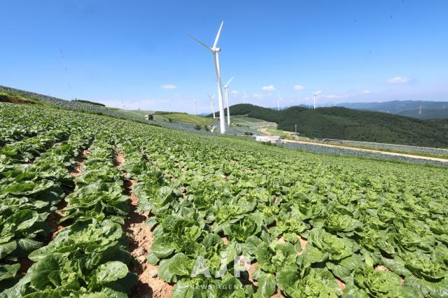 Cabbage fields in Maebongsan in the Taebaek Mountains AJP Cho Bo-hee