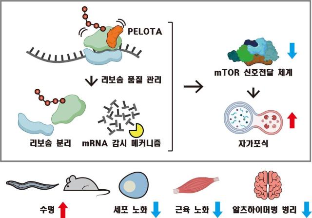 This illustration shows how the PELOTA protein functions as a key regulator of aging by removing abnormal messenger RNAs mRNAs Courtesy of KAIST