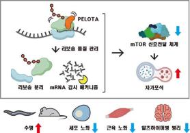 Joint research team uncovers RNA quality control mechanism that slows aging