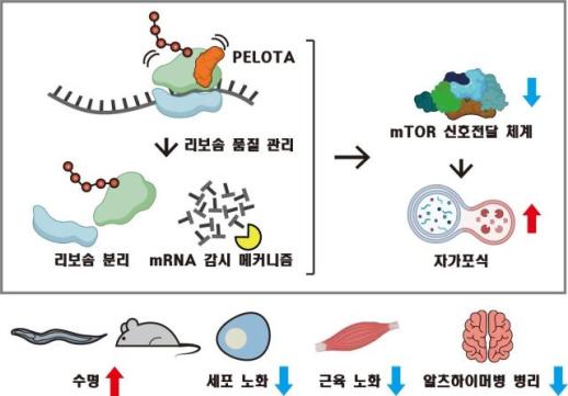 Joint research team uncovers RNA quality control mechanism that slows aging