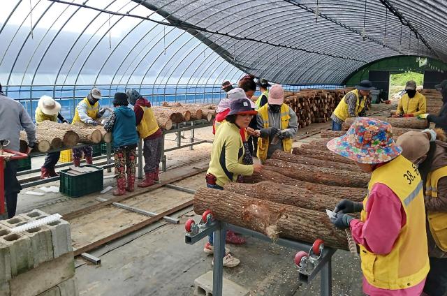 순창군이 공공형 계절근로자를 9월 20일까지 1개월 연장 운영한다사진순창군