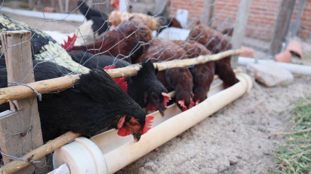 Chickens plucking feed at a farm Getty Images Bank
