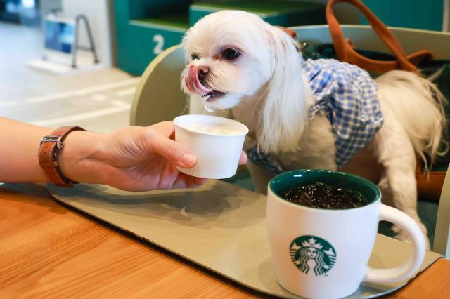 スターバックスのペットフレンドリー店舗、来場者数の累計200万人突破