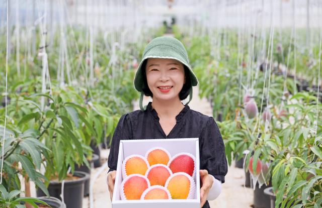 아열대 과수단지에서 자란 애플망고를 재배농가가 들어보이고 있다사진임실군