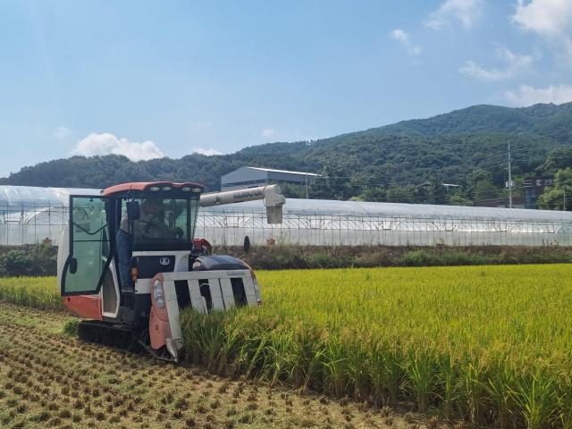 성주군용암면 첫 벼베기 모습 사진성주군