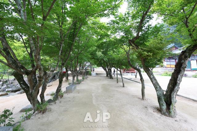 김천 직지사