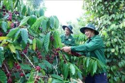 [ASIA Biz] 로부스타 커피 가격 고공 행진…베트남 커피 수출 기대