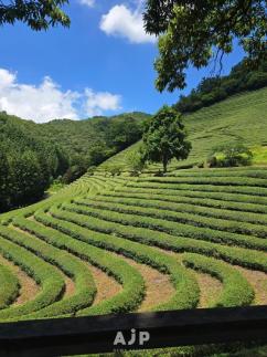 Matcha finds new home in Koreas old tea culture