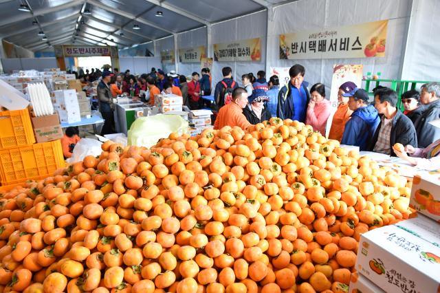 청도 반시 축제 장면 사진청도군