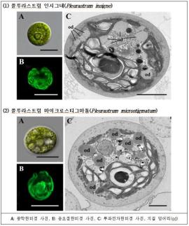 국립낙동강생물자원관 한국산 담수 미기록 녹조류 2종 발견