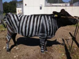 [재팬 룸] "웃기지만 과학적?"…日연구팀, 얼룩말 소로 괴짜 노벨상 수상