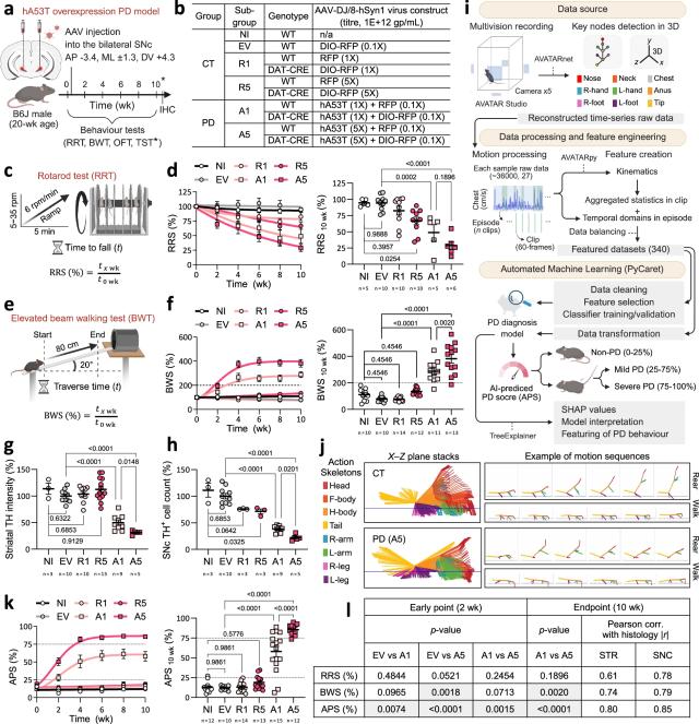 This image shows the experimental setup and results from the Parkinson’s disease mouse model It includes how the mice were grouped behavioral tests such as walking and balance comparisons of brain cell activity between healthy and diseased groups and the AI model used to analyze movement patterns Courtesy of KAIST