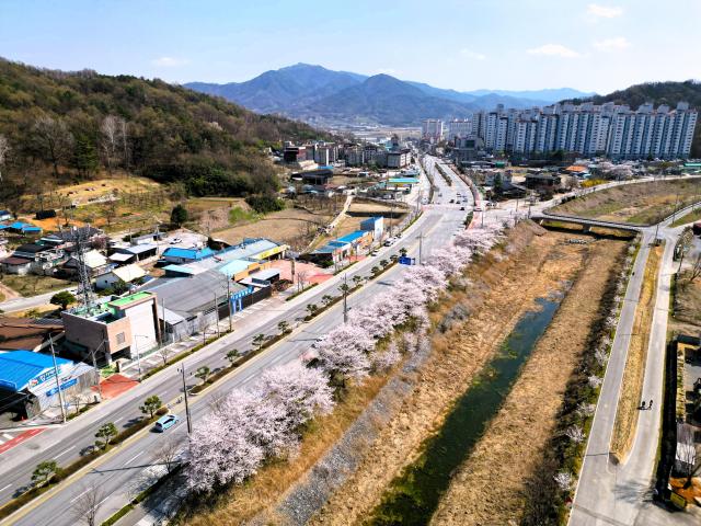 개운천 가로수 모습 사진상주시
