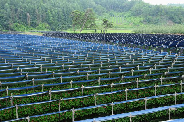 【图片提供 韩联社】