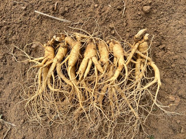 【图片提供 KGC人参公社】