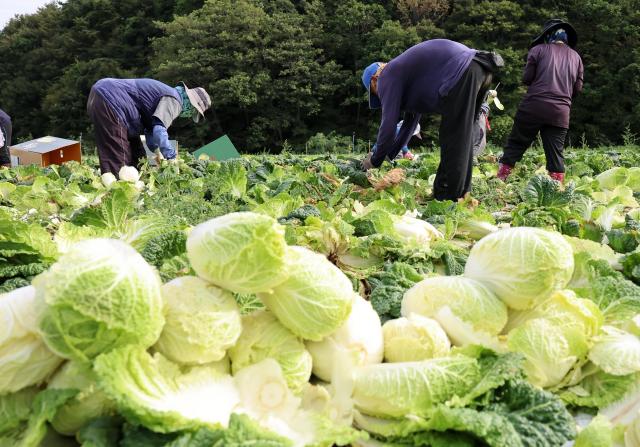고랭지 배추