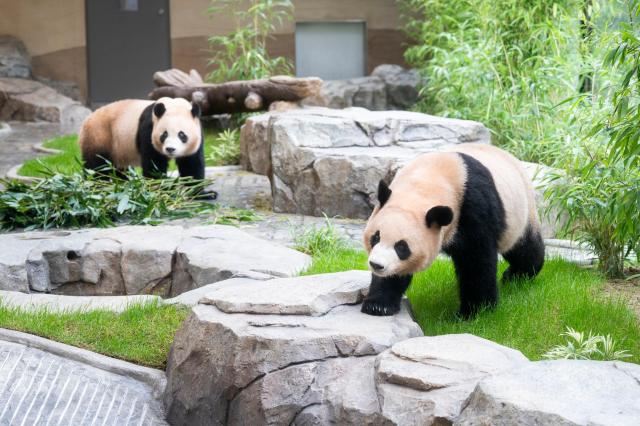 大熊猫双胞胎"睿宝""辉宝"乔迁新居 中秋假期正式对外亮相