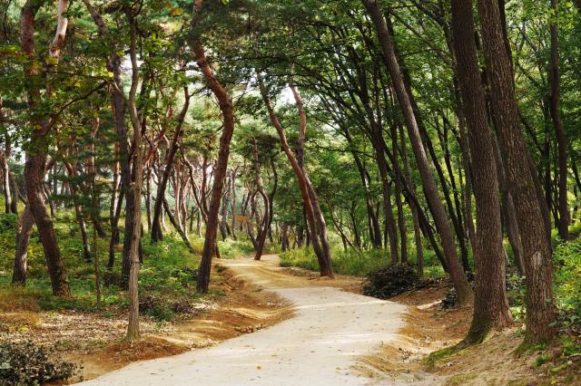 사릉 숲길