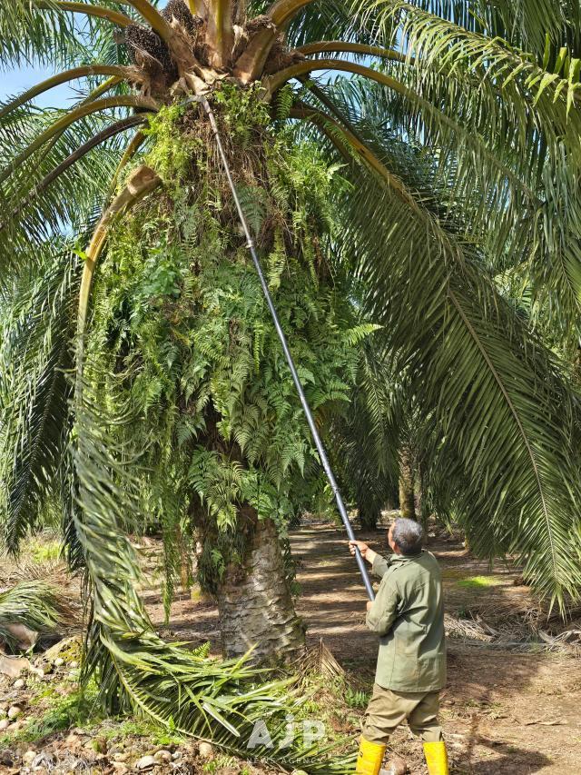 A seasoned farmer demonstrates how to pluck palm fruits from palm trees at Banguris Homestay in Sepang Selangor Sept 30 2025 AJP Kim Dong-young