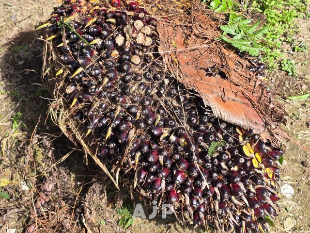 Freshly harvested palm fruits at Banguris Homestay in Sepang Selangor Sept 30 2025 AJP Kim Dong-young