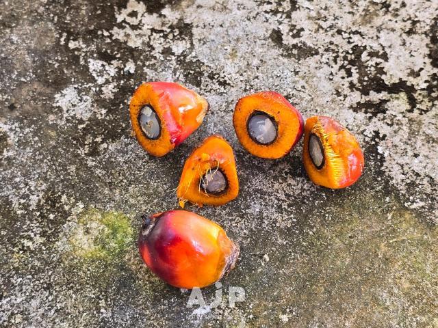 Insides of individual palm fruits shown at Banguris Homestay in Sepang Selangor Sept 30 2025 AJP Kim Dong-young