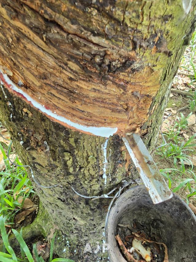 Liquid rubber flows from freshly cut rubber trees at Banguris Homestay in Sepang Selangor Sept 30 2025 AJP Kim Dong-young
