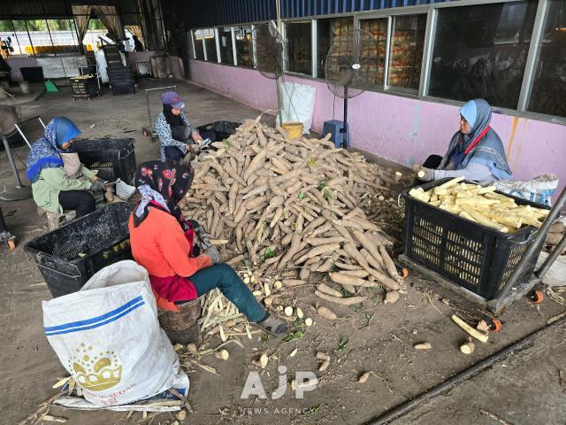 Female workers peel cassava root at a local factory in Sepang Selangor Sept 30 2025 AJP Kim Dong-young