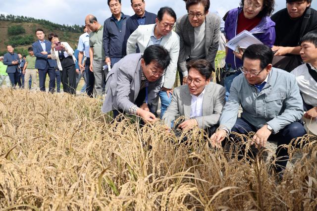 김민석 국무총리가 7일 장흥군 안양면 해창리 일원을 방문해 ‘벼 깨씨무늬병’ 피해 현장을 점검했다사진장흥군