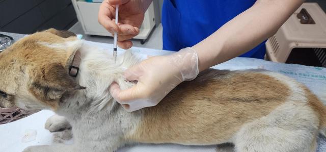광주시가 오는 15일부터 31일까지 반려견 반려묘를 대상으로 광견병 예방접종을 실시한다 사진광주시