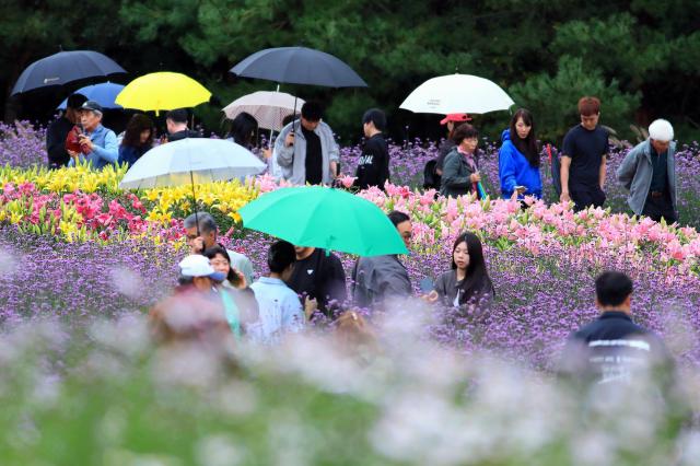 추석 연휴 닷새째인 7일 강원 인제군 북면 용대관광지 일원에서 열린 인제 가을꽃축제에서 관광객들이 흐린 날씨에도 아랑곳하지 않고 꽃길을 걸으며 가을 정취를 만끽하고 있다 올해로 7회째를 맞는 가을꽃축제는 인제에서 꽃길만 걷자를 주제로 오는 19일까지 이어진다사진연합뉴스