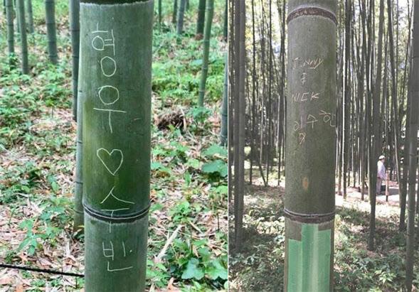 사진아라시야마 대나무숲 페이스북 캡처