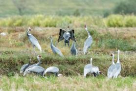PHOTOS: Endangered cranes return