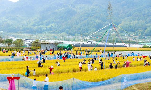 성주가야산황금들녘메뚜기축제 사진경상북도