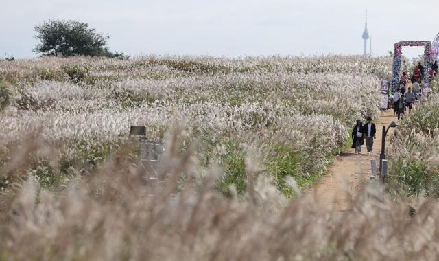 19일 서울억새축제가 열리는 서울 하늘공원의 모습 사진연합뉴스