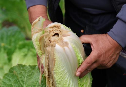 가을철 이상기후에 가축전염병까지…밥상 물가 또 들썩이나