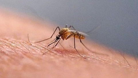 모기 기사와 직접 관련 없는 이미지 사진AP·연합뉴스