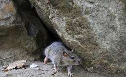 [SNS 샷] "쓰레기장에서 쥐 출몰"…서울 쥐 출몰·목격 3년새 2배 ↑