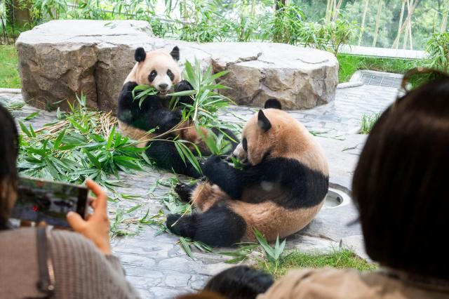 大熊猫&#21452;胞胎"睿&#23453;""&#36745;&#23453;"&#29420;居首秀 吸引6万游客&#21442;&#35266;