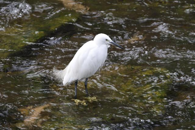 An egret stands in Cheonggyecheon in central Seoul on Oct 24 2025 AJP Yoo Na-Hyun