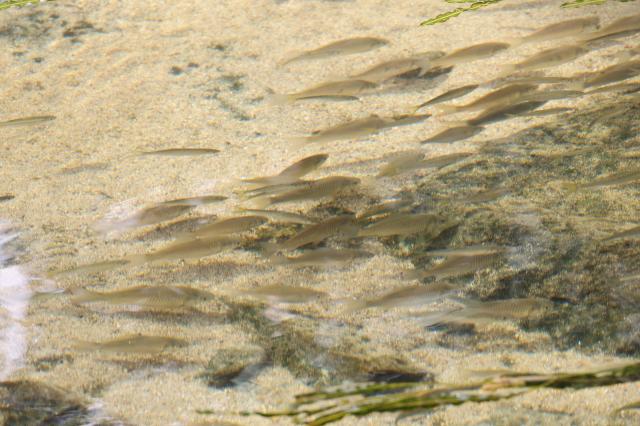 Minnows swim near the surface of Cheonggyecheon in central Seoul on Oct 24 2025 AJP Yoo Na-Hyun