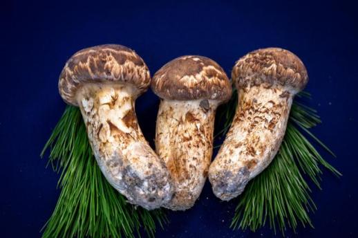 영덕군, 경북 산불 피해 딛고 송이 생산 1위 기적 신화