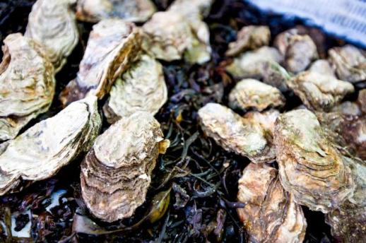 보령시 천북면, 가을 정취 가득한 굴축제+청보리밭 여행 인기