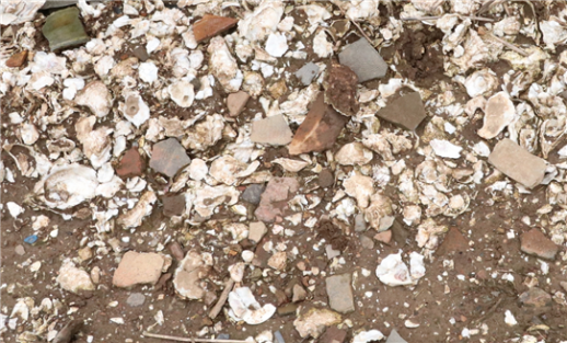 군산시 개사동 패총, 본격 학술조사 착수