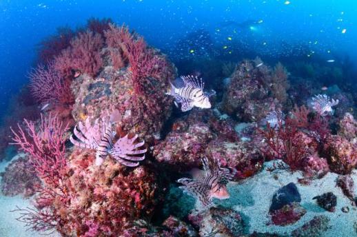 PHOTOS: Divers capture underwater beauty of Jeju in photo contest