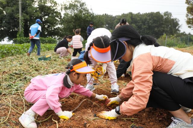 재전라남도국제농업박람회는 2025 국제농업박람회 수확체험이 농업의 가치를 알리며 인기를 끌고 있는 가운데 29일 오후 3시 풍요의 정원에서 목화솜 수확 무료 체험 행사가 열린다사진전남도
