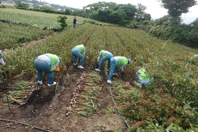 법무부, 보라미봉사단 소규모·고령농 지원...수확철 농촌일손 도와