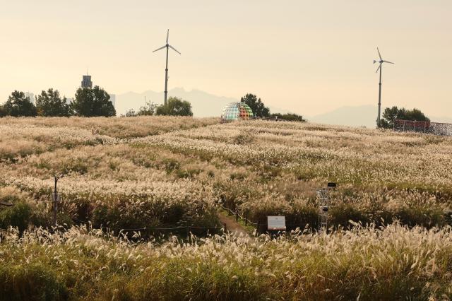 PHOTOS: Silver grass Festival at Haneul Park – Autumn blooms from a mountain of waste