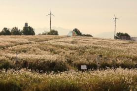 PHOTOS: Silver grass Festival at Haneul Park – Autumn blooms from a mountain of waste